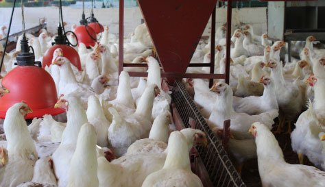 Aves blancas en una granja avícola