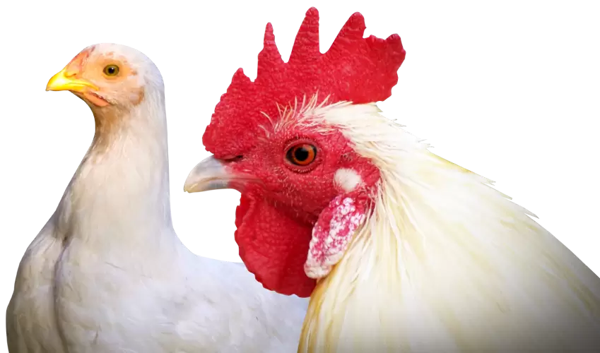 Gallo y gallina de plumaje blanco