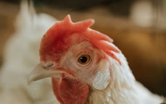Pollo de plumaje blanco